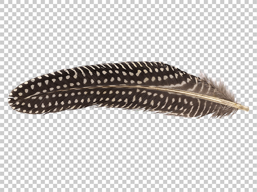 Guineafowl feather