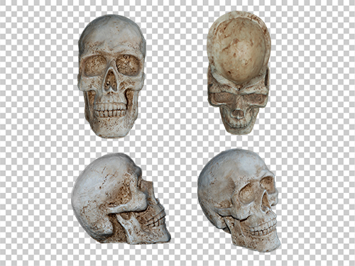 Human skull ornament