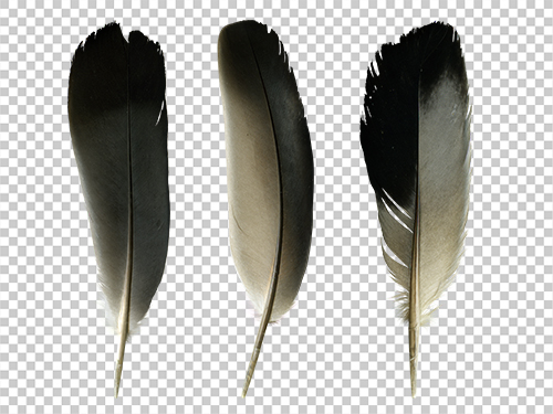 Pigeon feather