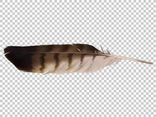Red-tailed hawk feather